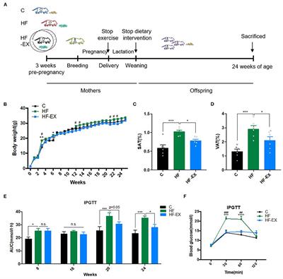 Maternal Exercise Programs Glucose and Lipid Metabolism and Modulates Hepatic miRNAs in Adult Male Offspring